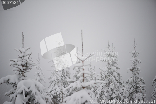 Image of christmas evergreen pine tree covered with fresh snow