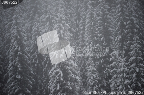 Image of christmas evergreen pine tree covered with fresh snow