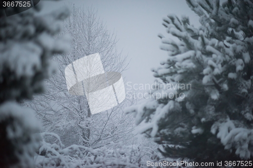 Image of christmas evergreen pine tree covered with fresh snow