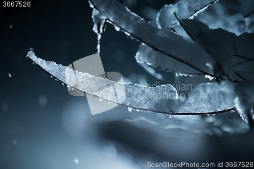 Image of tree covered with fresh snow at winter night