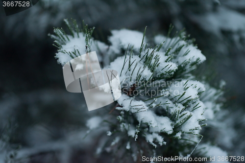 Image of christmas evergreen pine tree covered with fresh snow