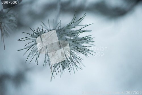 Image of christmas evergreen pine tree covered with fresh snow