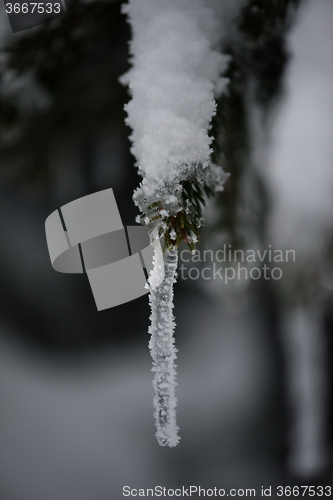 Image of christmas evergreen pine tree covered with fresh snow