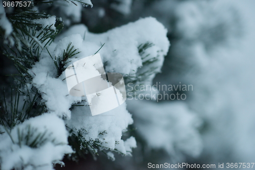 Image of christmas evergreen pine tree covered with fresh snow