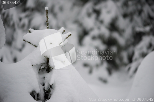 Image of christmas evergreen pine tree covered with fresh snow