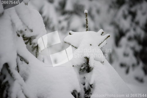 Image of christmas evergreen pine tree covered with fresh snow