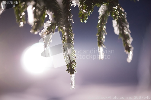 Image of tree covered with fresh snow at winter night