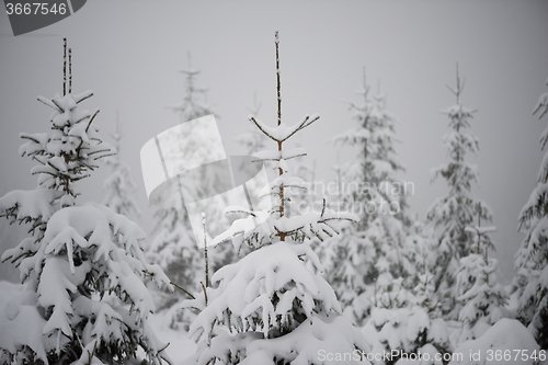 Image of christmas evergreen pine tree covered with fresh snow