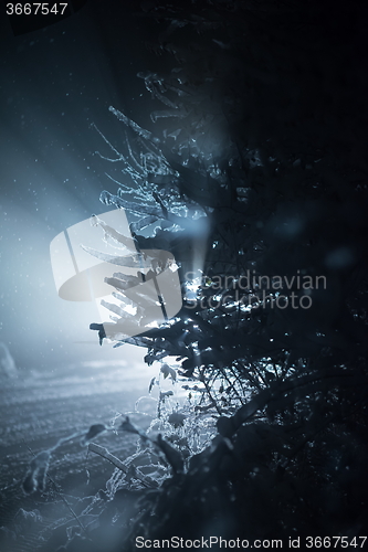 Image of tree covered with fresh snow at winter night