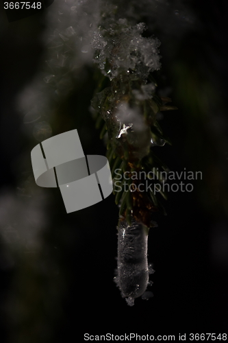 Image of tree covered with fresh snow at winter night