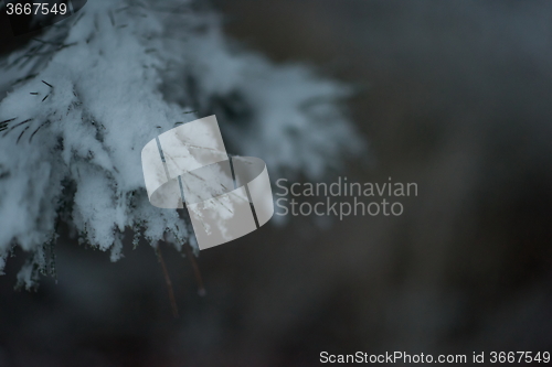 Image of christmas evergreen pine tree covered with fresh snow