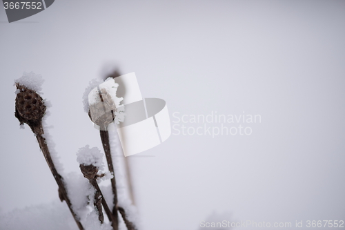 Image of christmas evergreen pine tree covered with fresh snow