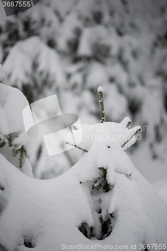 Image of christmas evergreen pine tree covered with fresh snow