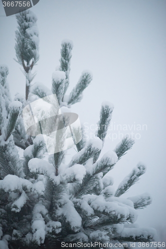 Image of christmas evergreen pine tree covered with fresh snow