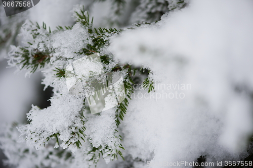 Image of christmas evergreen pine tree covered with fresh snow