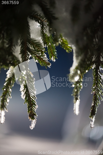 Image of tree covered with fresh snow at winter night