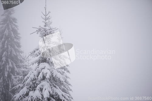 Image of christmas evergreen pine tree covered with fresh snow