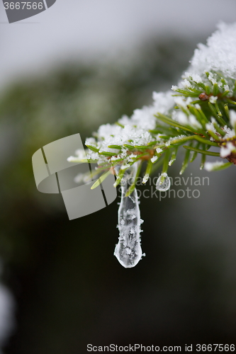 Image of christmas evergreen pine tree covered with fresh snow