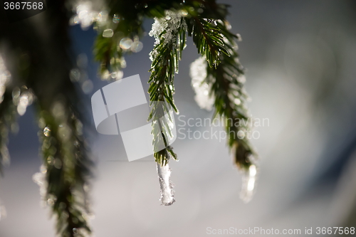 Image of tree covered with fresh snow at winter night