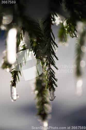 Image of tree covered with fresh snow at winter night