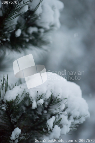 Image of christmas evergreen pine tree covered with fresh snow