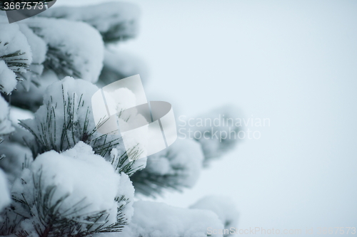 Image of christmas evergreen pine tree covered with fresh snow