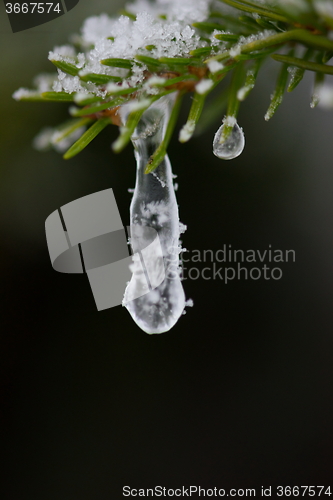 Image of christmas evergreen pine tree covered with fresh snow