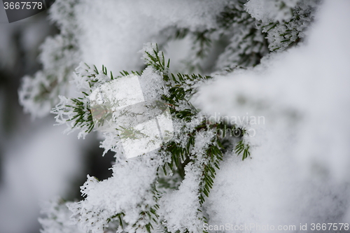 Image of christmas evergreen pine tree covered with fresh snow