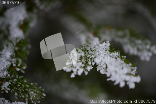 Image of christmas evergreen pine tree covered with fresh snow
