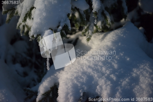 Image of tree covered with fresh snow at winter night