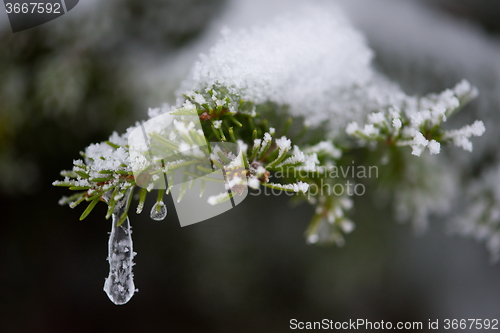 Image of christmas evergreen pine tree covered with fresh snow