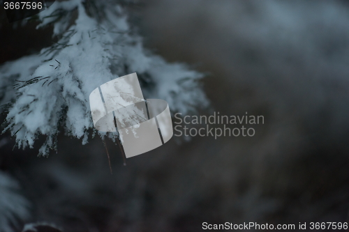 Image of christmas evergreen pine tree covered with fresh snow