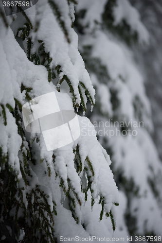 Image of christmas evergreen pine tree covered with fresh snow