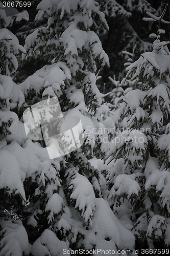 Image of christmas evergreen pine tree covered with fresh snow