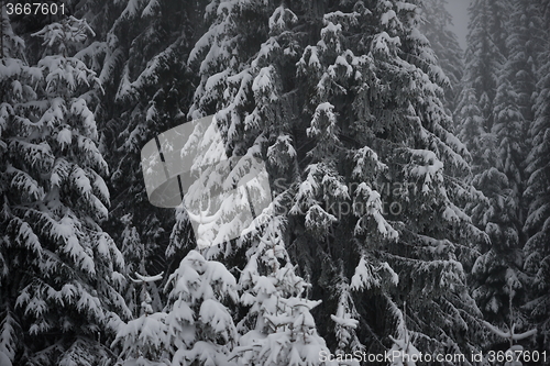 Image of christmas evergreen pine tree covered with fresh snow