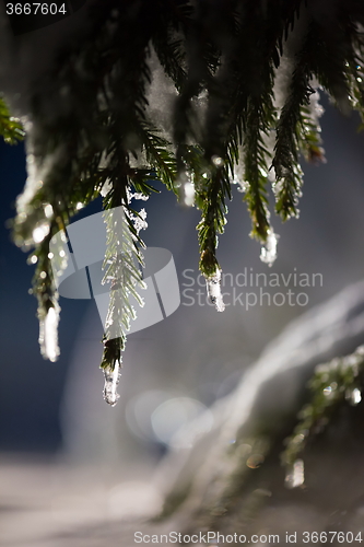 Image of tree covered with fresh snow at winter night