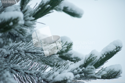 Image of christmas evergreen pine tree covered with fresh snow