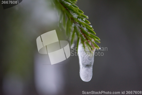 Image of christmas evergreen pine tree covered with fresh snow