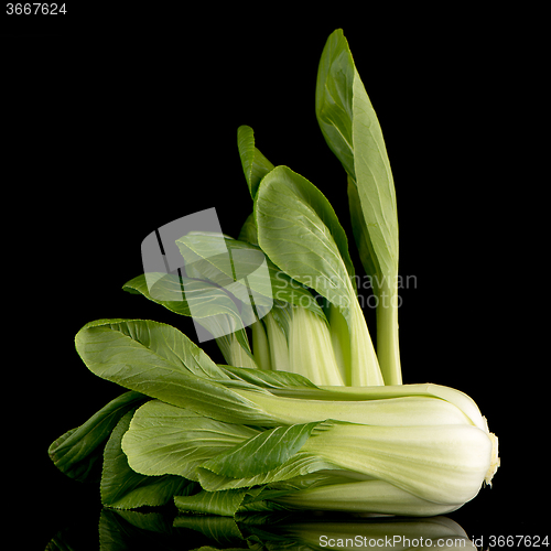 Image of Pak choi on black 