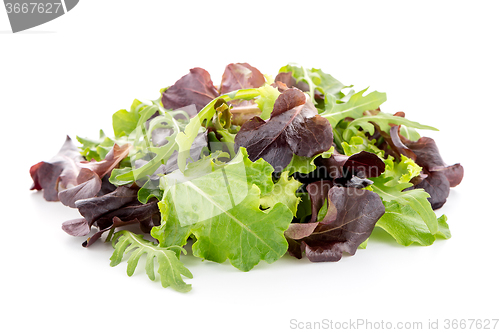 Image of Fresh salad mix