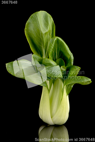 Image of Pak choi on black 