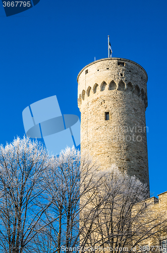 Image of View of the tower Long Herman and the parliament building in Tal