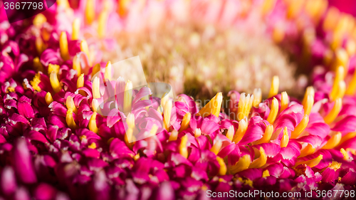 Image of Beautiful red gerbera flower, close up