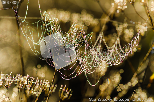 Image of Drops of dew on a web shined by morning light