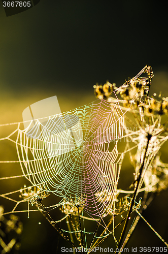 Image of Drops of dew on a web shined by morning light