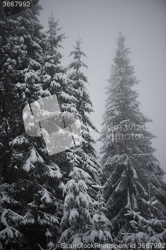 Image of christmas evergreen pine tree covered with fresh snow