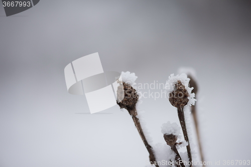 Image of christmas evergreen pine tree covered with fresh snow