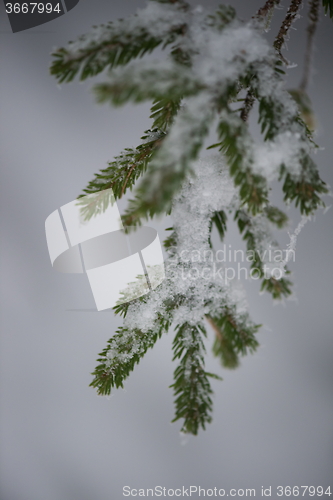 Image of christmas evergreen pine tree covered with fresh snow