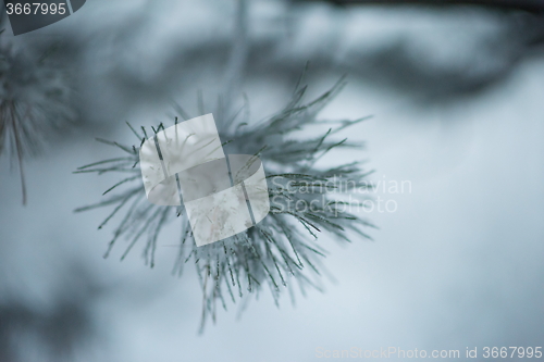 Image of christmas evergreen pine tree covered with fresh snow