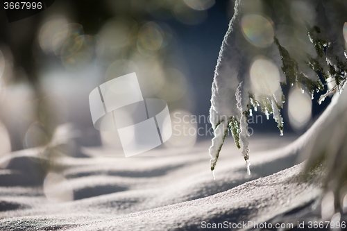 Image of tree covered with fresh snow at winter night